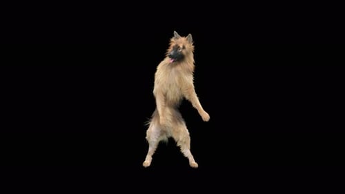 Playful Dog Dancing on Hind Legs Animation