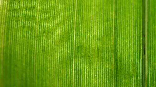 Grüne Blatt-Analyse