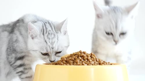 Two American Shorthair Kittens Eating Dry Cat Food