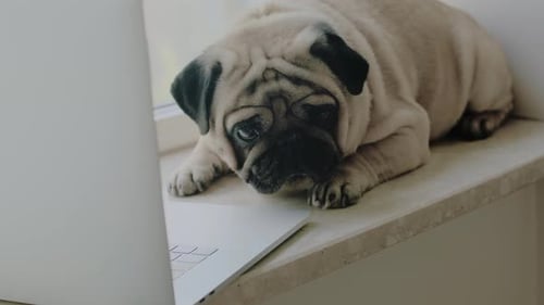 Dog Lounging Next to a Laptop on a Windowsill