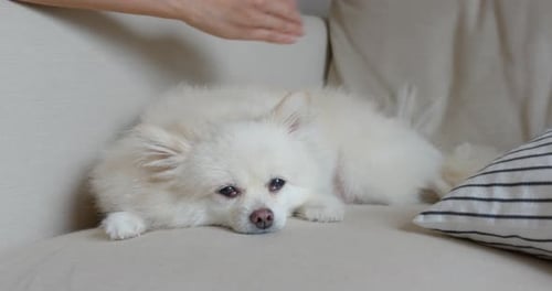 Relaxed Dog Being Pet on a Cozy Couch