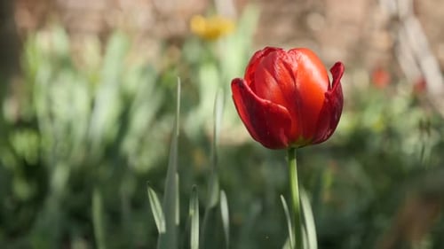 Didier tulip lily plant bulb close-up slow motion 1920X1080 HD footage - Garden Tulipa gesneriana
