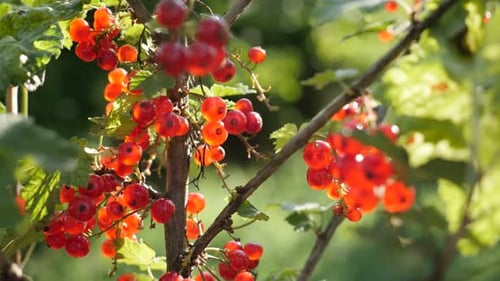 Plante saine de Ribes rubrum peu profonde DOF 4K 2160p 30 images par seconde en UltraHD - Le curr arbustif à feuilles caduques