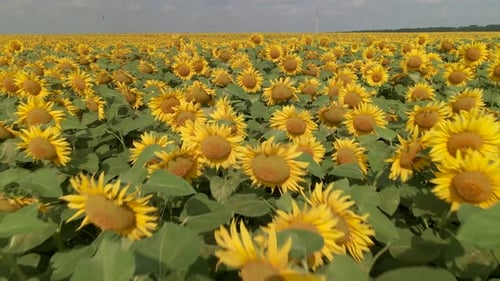 Agriculture Field with Blooming Sunflowers