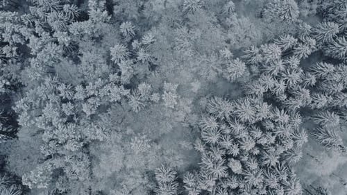 Aerial View Frozen Forest with Snow Covered Spruce and Pine Trees