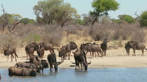 Wildebeest Herd Drinking at Watering Hole