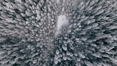 Aerial View of a Frozen Forest with Snow Covered Trees at Winter in Carpathian Mountains