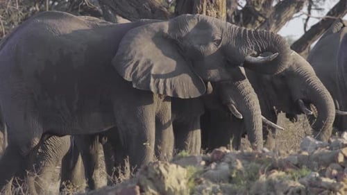 Elephants Herd Drinks Water Together in the Wild