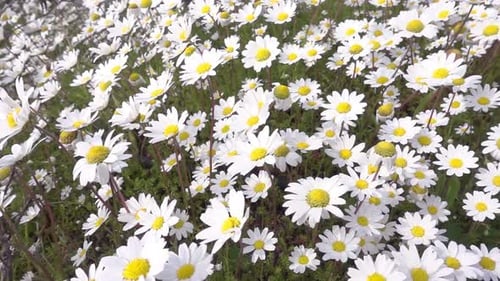Magnifique Daisy Field