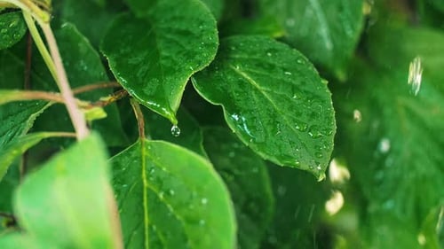 Green plant in the spring rain