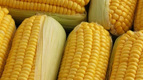 Vibrant Yellow Corn on the Cob Close Up