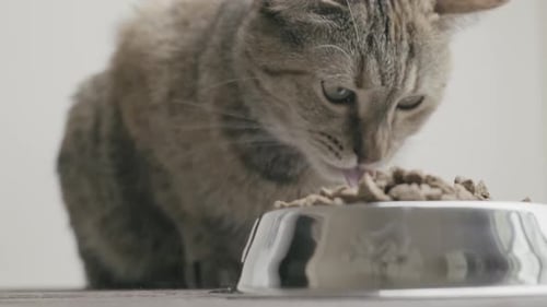 Tabby Cat Eating Dry Food from Bowl