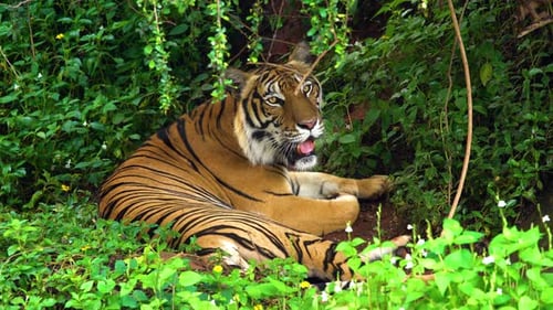 bengal tiger resting in the forest