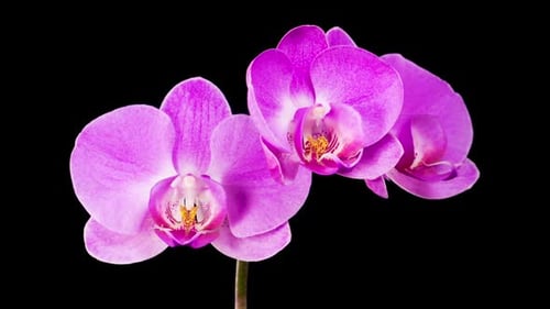 Blooming Purple Orchid Phalaenopsis Flower