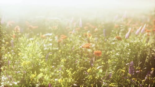 View of Beautiful Cosmos Flower Field in Sunset Time