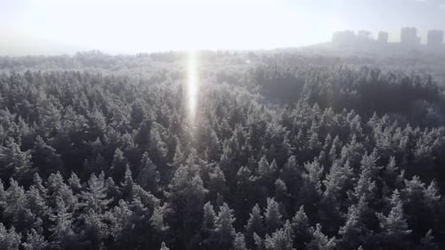 Winter Wonderland Aerial View of Snow-Covered Forest