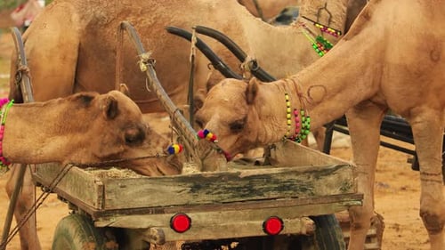 Des chameaux à la foire de Pushkar, également appelée foire aux chameaux de Pushkar ou localement sous le nom de Kartik Mela
