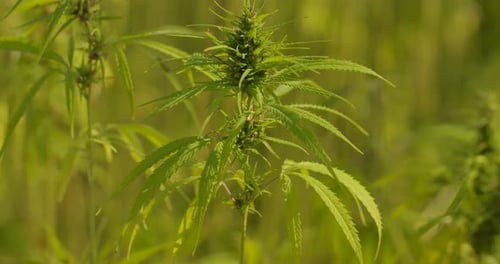 Cannabis Plants Growing in a Rural Field