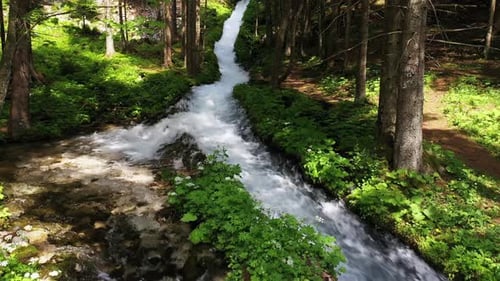 Stream im Wald