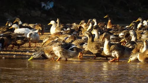 Close up shot of many brown and white ducks taking path in lake during golden sunset time