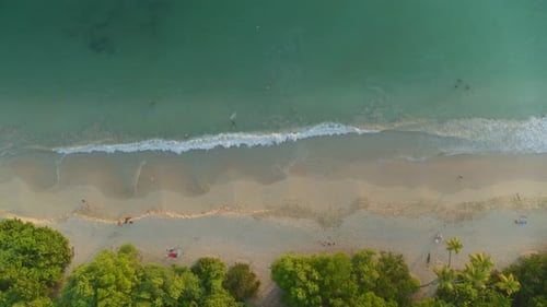 Aerial of shallow waves and palm trees on exotic beach