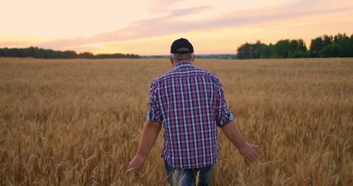 Old Farmer Walking Down the Wheat Field in Sunset Touching Wheat Ears with Hands - Agriculture