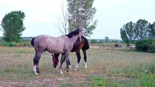 Horses Grazing Peacefully in a Green Field