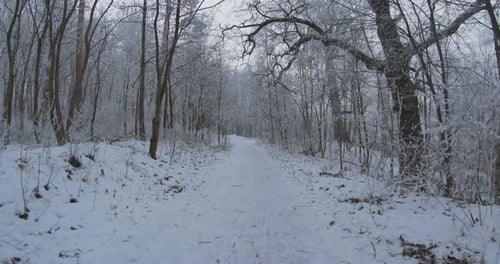 Pfad im gefrorenen Wald