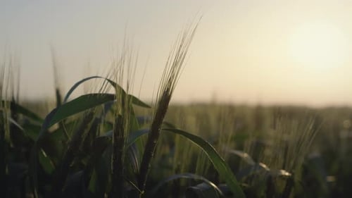 Sunset Beautiful Wheat Field