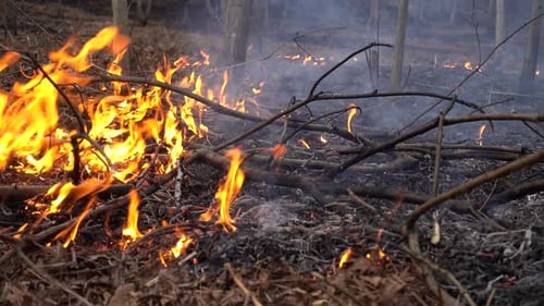 Forest Fire