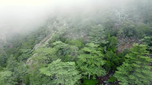 Aerial View of Foggy Mountain Forest