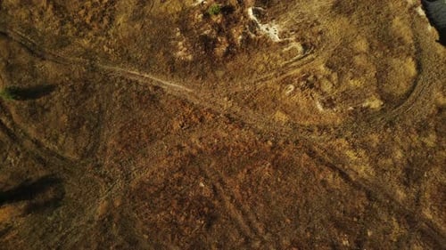 Aerial View of Field with Green Fir Trees in Countryside