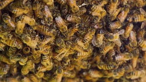 Bees Hive Zeitlupe