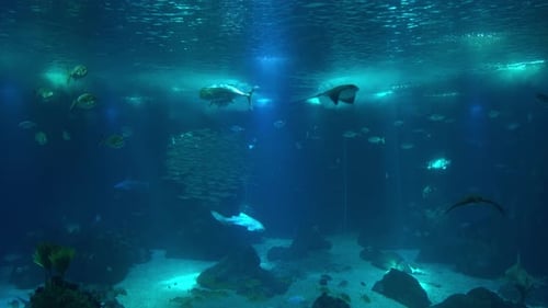 Fish in the Ocean
