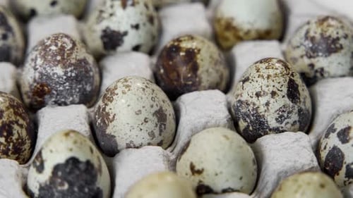 Closeup of Quail Eggs in a Rotating Plate