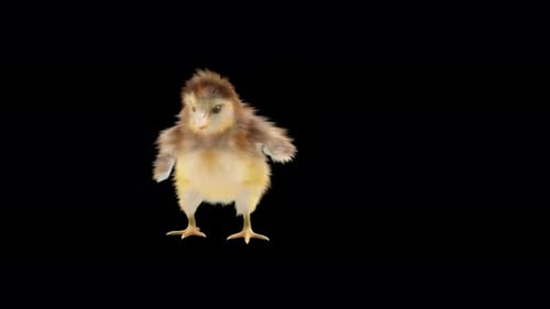 Animated Baby Chick Walking with Transparent Background