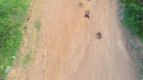 Abandoned Stray Dogs