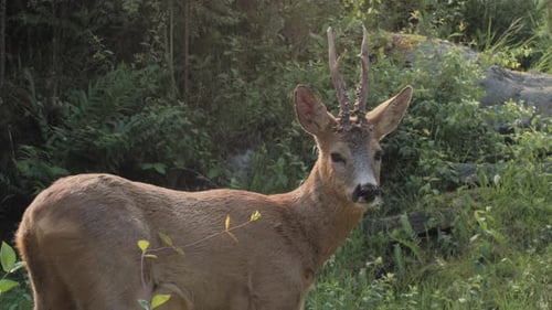 Roe Deer