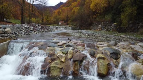 River in mountain forest with red and yellow trees autumn foliage aerial view