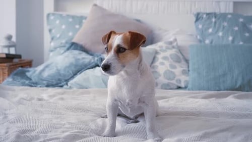 Jack Russell Dog Sitting on Bed
