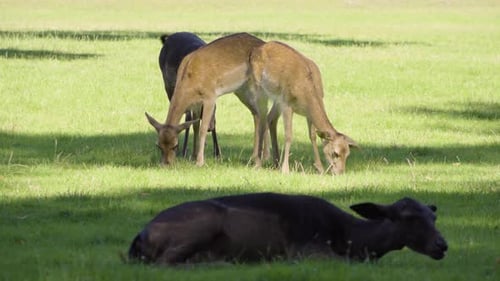 Fallow Deer Does Graze in a Meadow on a Sunny Day
