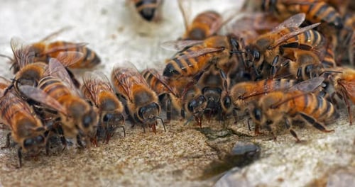 European Honey Bee, apis mellifera, Bees drinking Water on a Stone, Normandy, Real Time 4K