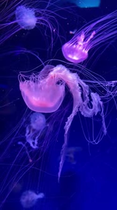 Purple Jellyfish Swimming Gently in Aquarium