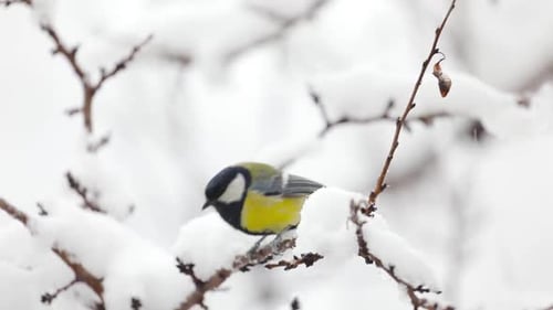 Small Bird Tit on the Tree Branch at City Park