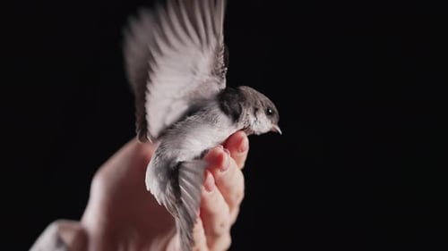 Small Grey Bird in Hand Flapping Wings