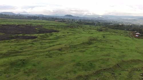 Aerial view of cows grazing on a rocky field