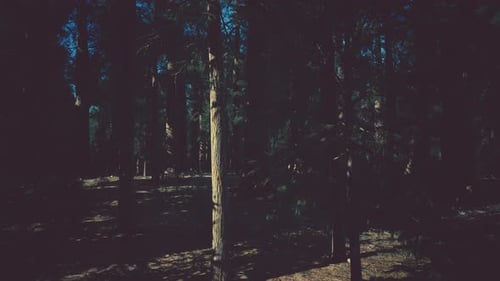 Scale of the Giant Sequoias of Sequoia National Park