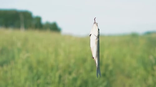 Gefangener Fisch dreht sich an einem Angelhaken