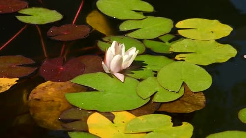 Water Lilies Bloom in a Pond