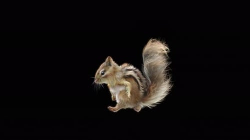 Realistic Chipmunk Scurrying Animation